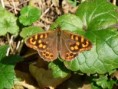 /album/lepidopt%c3%a8res/p1000185-copie-jpg/